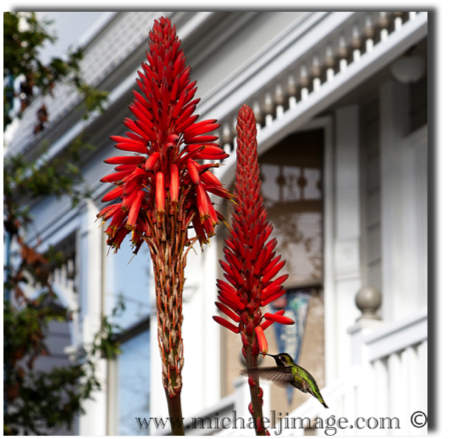 "aloe and hummingbird"
florida st.